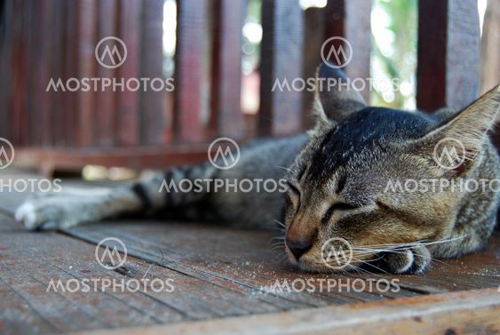 The Next Top Model Cat _ 1