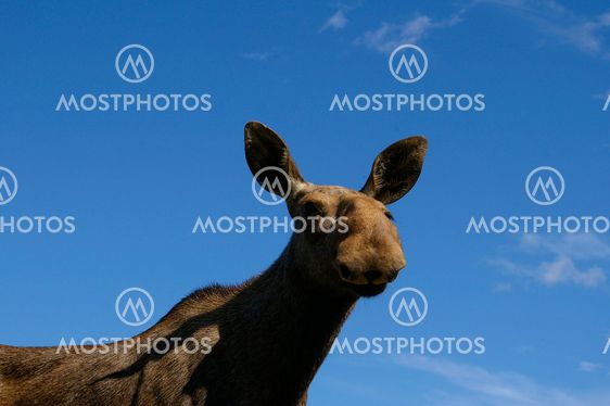 Moose