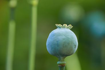 Poppies, growth and environment with flower in nature...