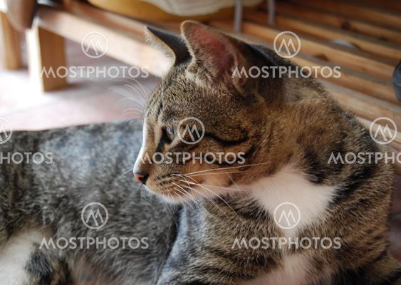 Talented Cat