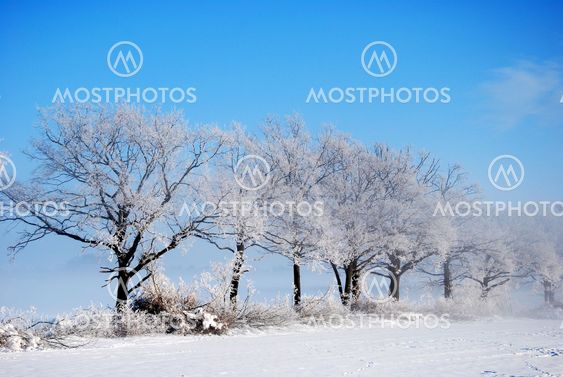 Hoarfrost at trees