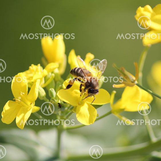 Bee