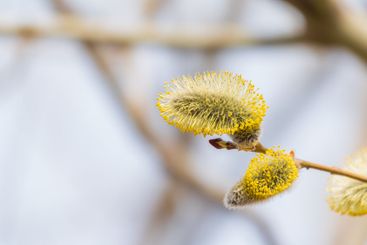 Nature awakes in spring. Blooming willow twigs and furry...
