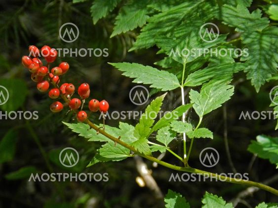 Wild red berries up close