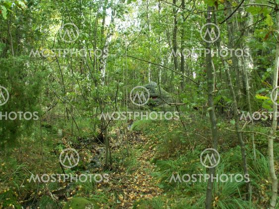 Magic forest