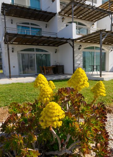 Vibrant yellow flowers bloom in front of a modern...