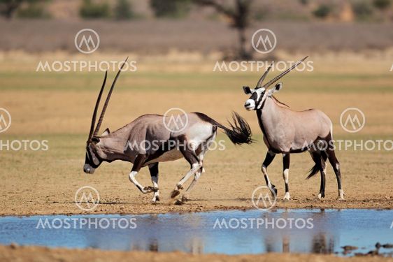 Gemsbok antelopes at a waterhole