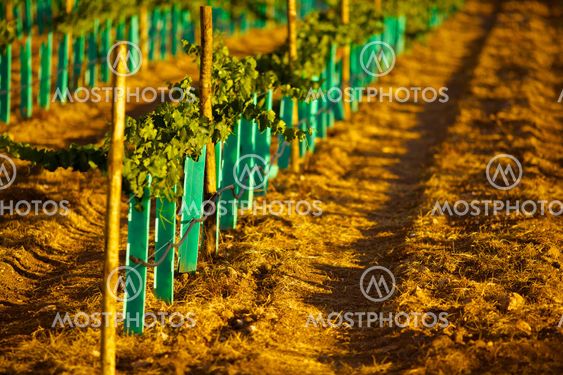 New vineyard