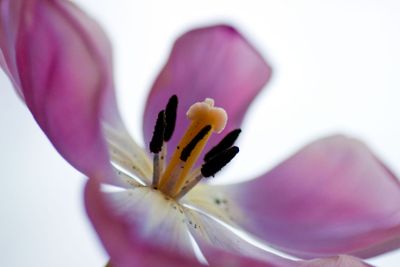 Tulip showing off on it´s last day