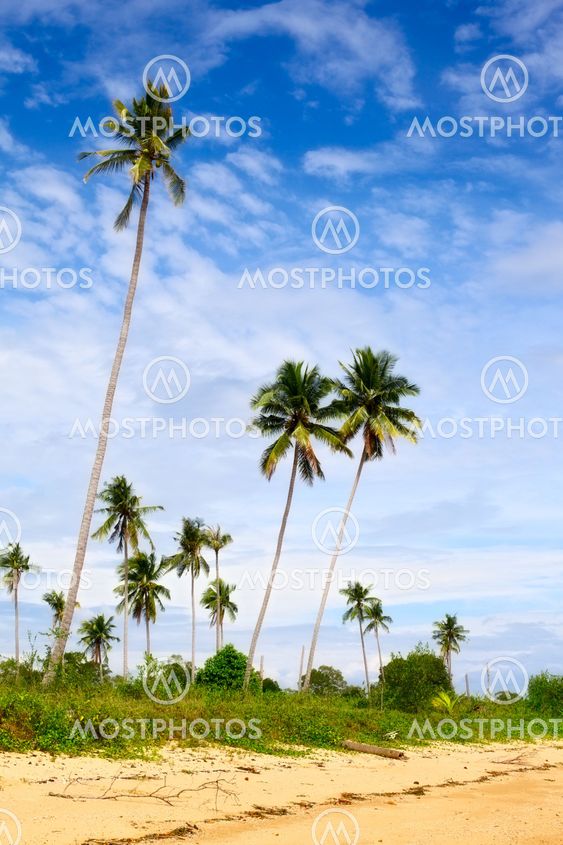 Tropic Jungle