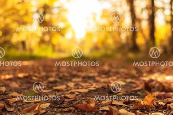 Country road is covered with fallen dry leaves in the...