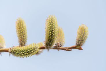 Nature awakes in spring. Blooming willow twigs and furry...