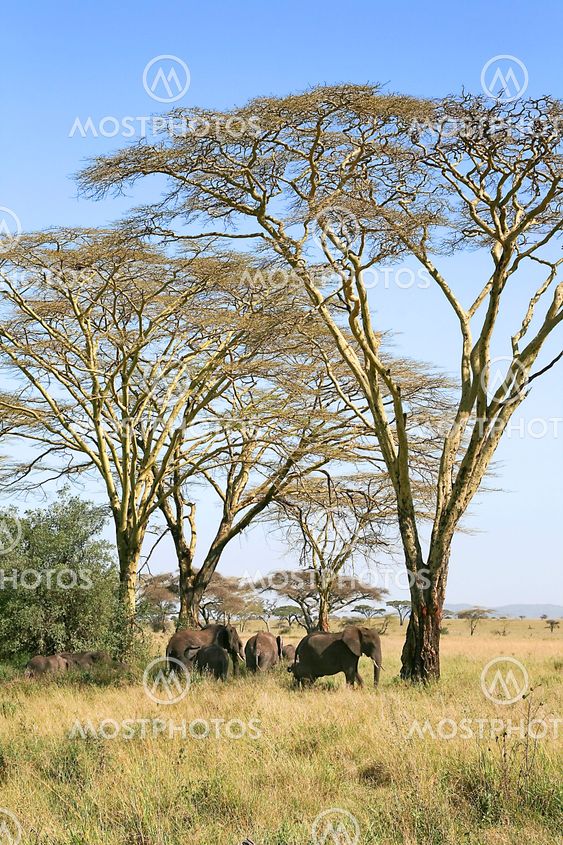 Elephants (Loxodonta africana) in Serengeti National...