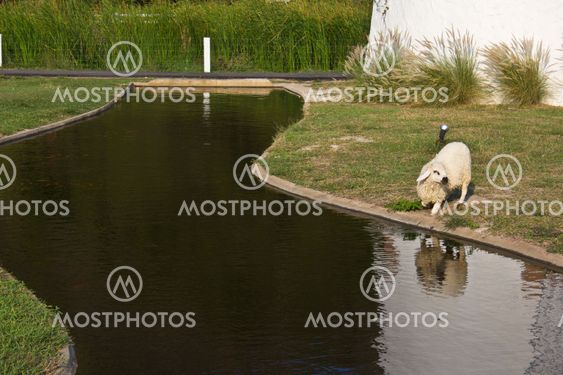 sheep finish eat grass