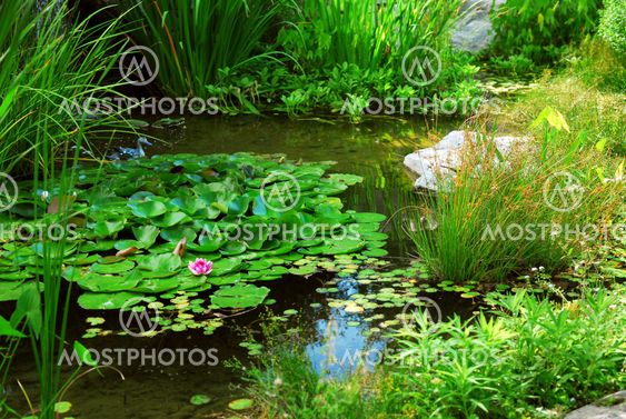 Pond landscaping