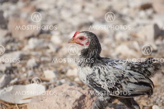 Chicken in Yob Madi