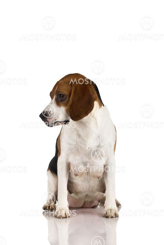 Beagle mom