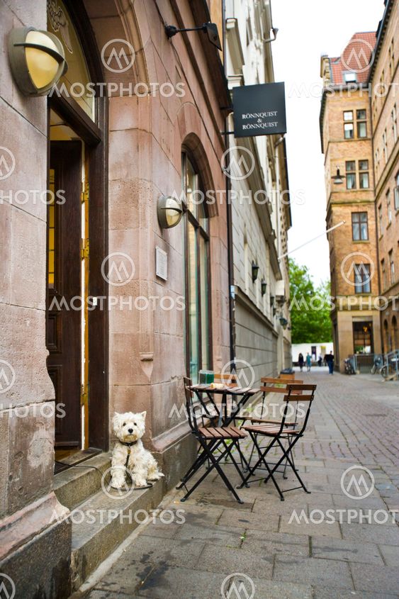 Hund på trappan