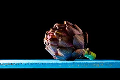 Purple artichoke at backlight in a darkness ambient.