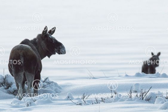 Two Mooses, Alces alces in winter landscape