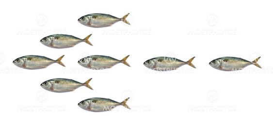 Arrowhead mackerel fish