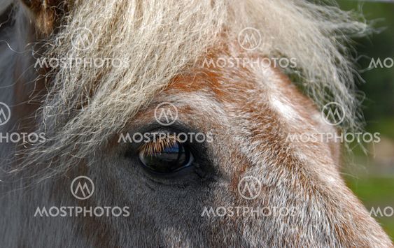 Horse portrait