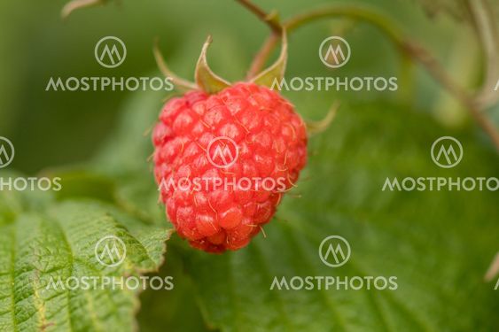 single raspberry