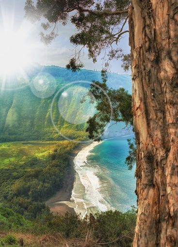 Forest, ocean view and trees for peace in nature,...