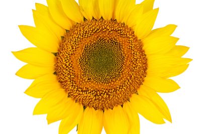 Sunflower close-up isolated on white