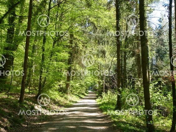 Forest Path