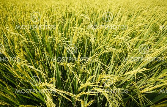 Green rice fields