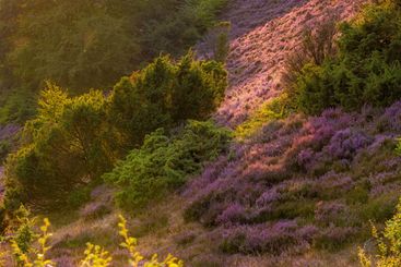 Forest, landscape and lavender field with flowers,...