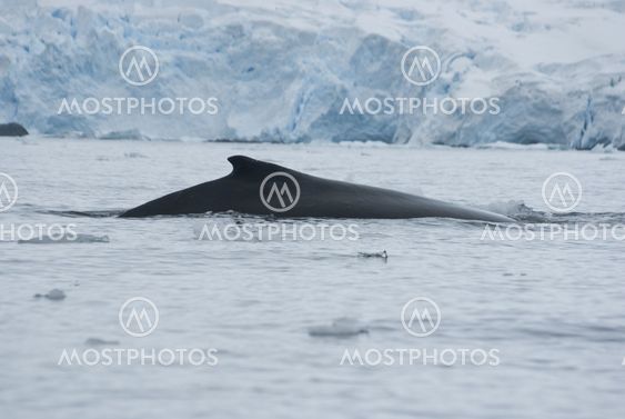 A humpback whale in the Southern Ocean-3.