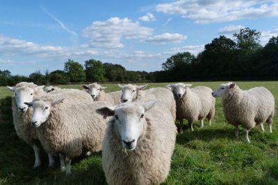  Small Flock of Young Romney Sheep