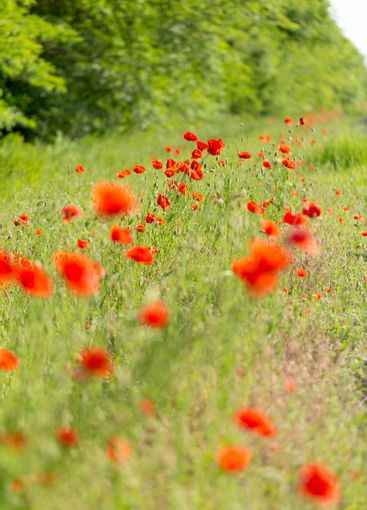 Large field with beautiful red poppies. Summer landscape...