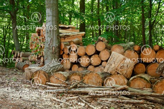 Pile of chopped woods in the forest