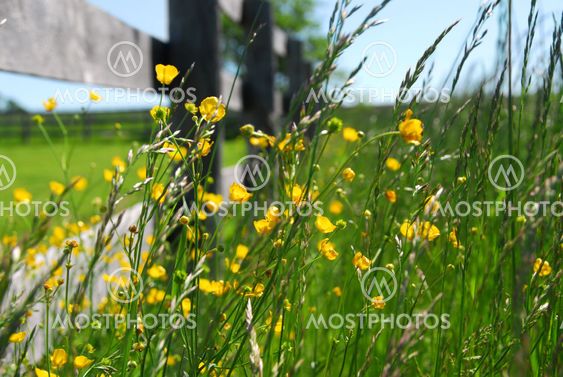 Summer meadow