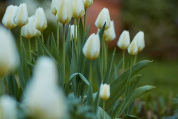 Tulips, natural garden and blooming in nursery, eco...