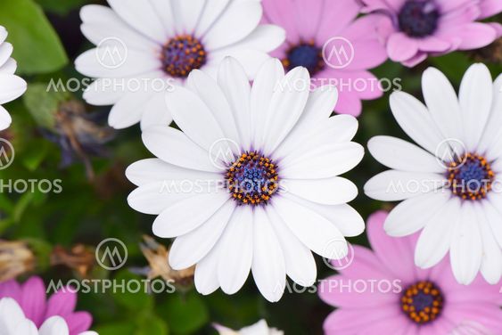 closeup of white dimorphotheca flowers