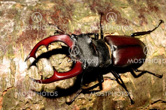 Stag beetle (Lucanus cervus)