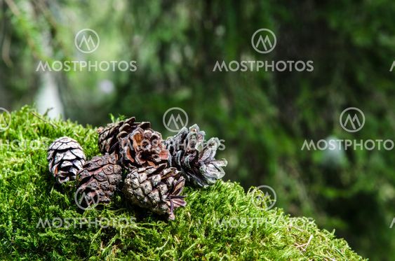 Pine cones in nature