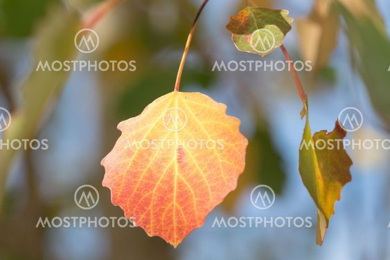 Yellow aspen leafs during autumn, closeup