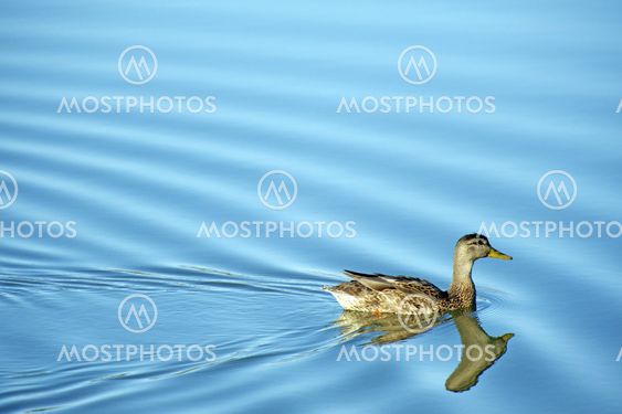 Duck on Lake
