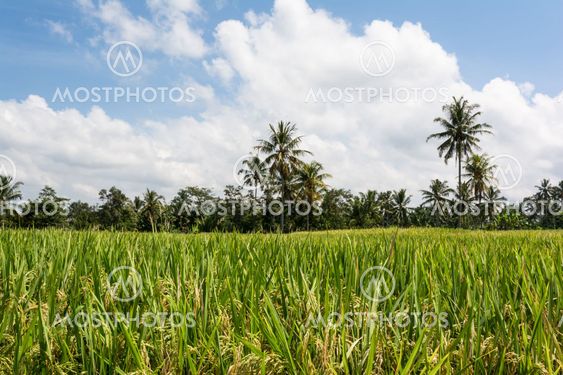 Rice cultivation on Bali, Indonesia