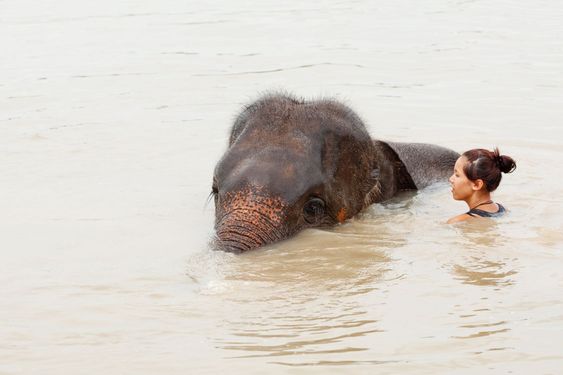Girl has bath with elephant