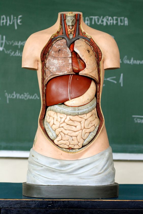 medical Mannequin