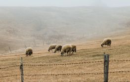 Herd of sheep on the meadow in foggy early morning
