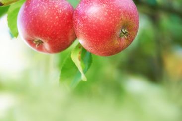 Agriculture, mockup or apples closeup in nature for...