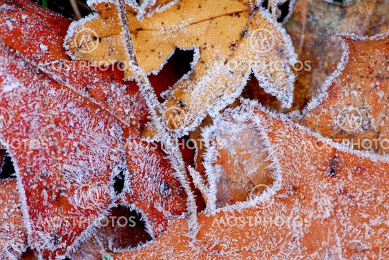 Frosty leaves