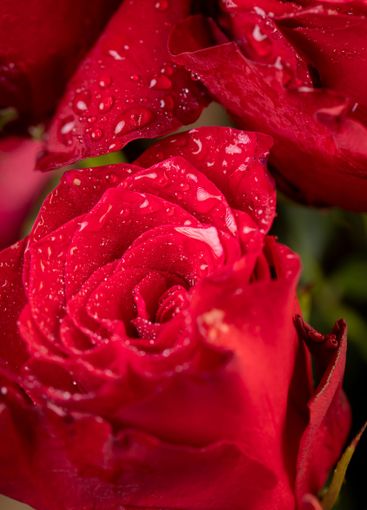 a bouquet of beautiful fragrant wet red roses